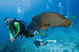 Napolean Wrasse and a diver's intimate encounter with the... by Tony Cherbas 